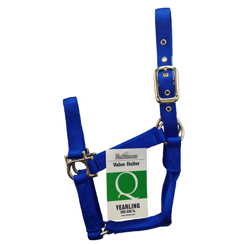 (image for) Halter Yearlin Q Blue - Click Image to Close
